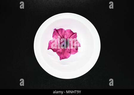 Pink petunia flower blossom floating in the white cup full of water on black background surface Stock Photo