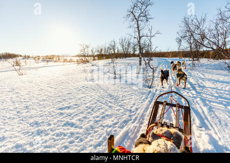 Husky dogs are pulling sledge with little girl on sunny winter day in Northern Norway Stock Photo