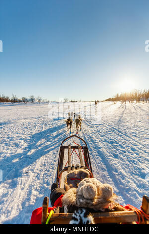 Husky dogs are pulling sledge with little girl on sunny winter day in Northern Norway Stock Photo