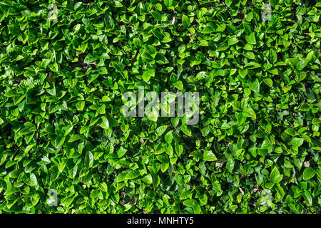 Natural green leaves wall background Stock Photo