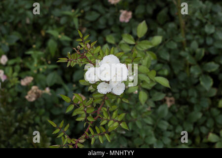 Bush of white small border roses in summer garden, top view Stock Photo