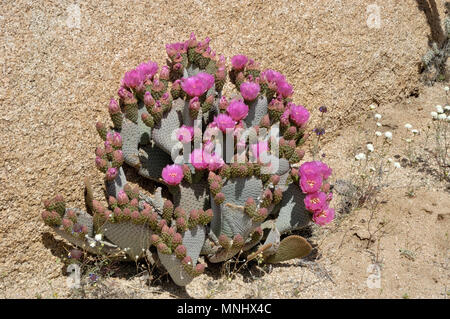 Beavertail cactus, beavertail pricklypear, Opuntia basilaris, cactus in bloom, pink flowers, Wild Flowers, Geology Tour Road, Joshua Tree  040410 0694