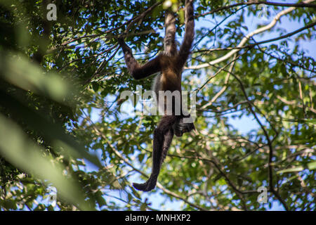 Brown spider monkey hanging from tree, Costa Rica, Central America Stock Photo