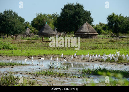 ETHIOPIA, Gambela, region Itang, Nuer village Pilual, white herons on field / AETHIOPIEN, Gambela, Region Itang, Dorf Pilual der Ethnie NUER, Reiher auf einem Feld Stock Photo