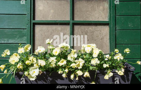 one window on a wall, decorated with blooming flowers Stock Photo