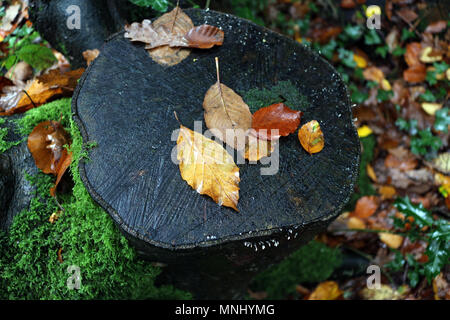 Fallen autumn leaves on a tree trunk Stock Photo