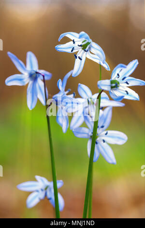 Blue snowdrops, the first spring flowers close-up Stock Photo