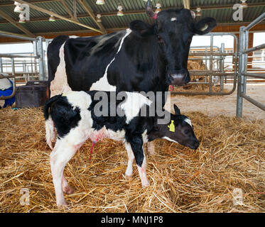 A newborn calf and cow on the farm. Stock Photo