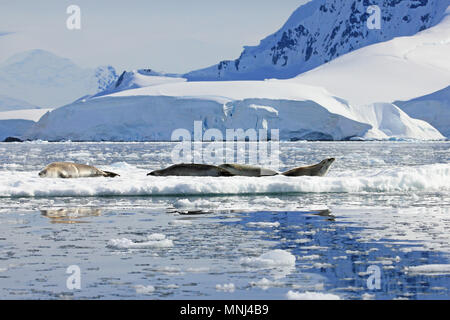 Crabeater seals floting on an icefloe in Antarctica, Antarctic Peninsula Stock Photo