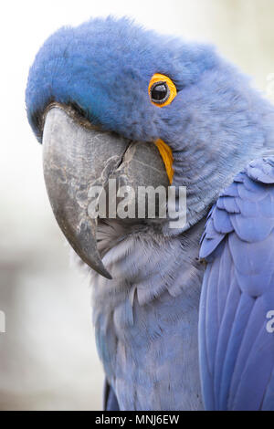 Lears Macaw (Anodorhynchus leari) Stock Photo