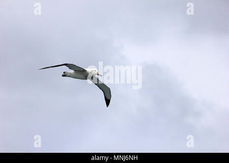 Flying Wandering Albatross, Snowy Albatross, White-Winged Albatross or Goonie, diomedea exulans, one of the largest birds in the world, Antarctica Stock Photo
