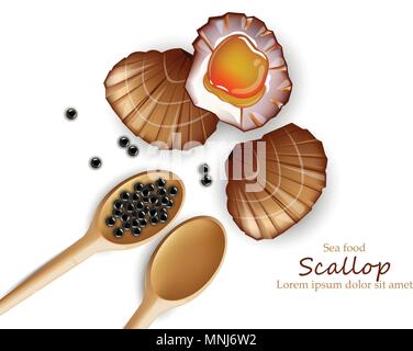 Scallop Vector realistic seafood. Fresh shellfish. 3d detailed illustration Stock Vector