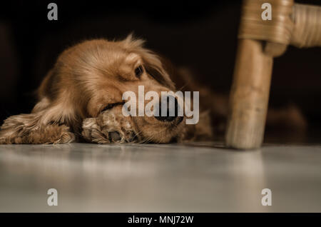 Cocker Spaniel Dog Sleeping Stock Photo