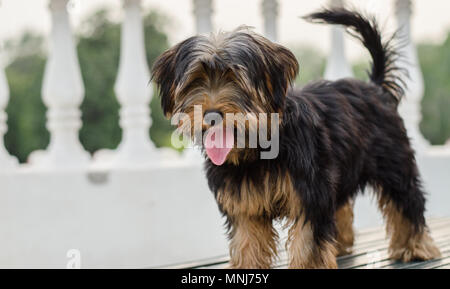 Yorkshire Terrier Portait Standing Puppy Stock Photo