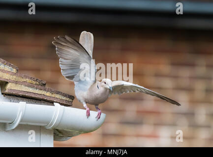 Eurasian Collared Dove (Streptopelia decaocto) jumping off a gutter on a roof of a house in West Sussex, England, UK. Stock Photo