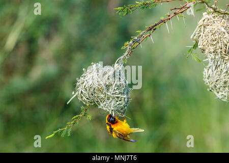 Village weaver hangs up and down under the woven nest Stock Photo