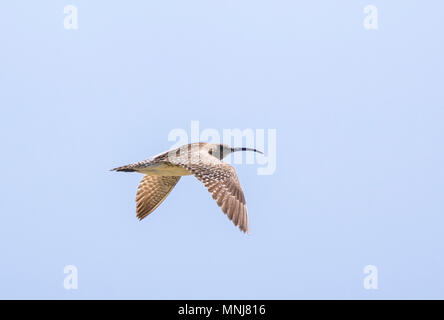 A Whimbrel bird (Numenius phaeopus) flying over the sea in May 2018 (Spring) on the South Coast of England in West Sussex, England, UK. Stock Photo