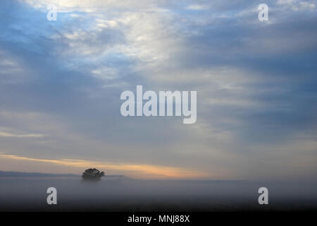 Lonely tree on the corn field at sunrise, Argentina Stock Photo