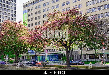 Toronto Rehabilitation Institute or Toronto Rehab with landscaped gardens and flowering crabapple trees in the middle of University Avenue Stock Photo