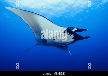 giant oceanic manta ray, Manta birostris, Revillagigedo Islands, San Benedicto Island, Mexico, Pacific Ocean Stock Photo