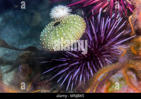 purple sea urchin, Strongylocentrotus purpuratus, with test as protection and white sea urchin Lytechinus anamesus, Anacapa Island, Channel Islands, C Stock Photo