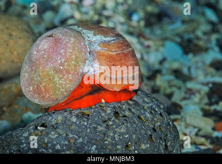 Red Foot Moon Snail