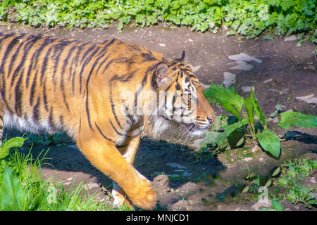 Sumatran Tiger walking around in the sun Stock Photo