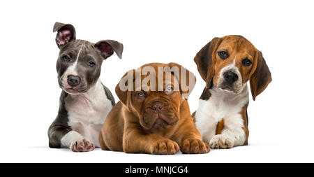 Group of puppies lying against white background Stock Photo