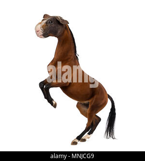 chimera with a Horse and a head of a Guinea Pig rearing up against white background Stock Photo
