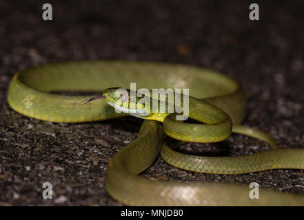 Green Cat Snake (Boiga cyanea) Phuket Thailand coiled up on the road at night. Stock Photo