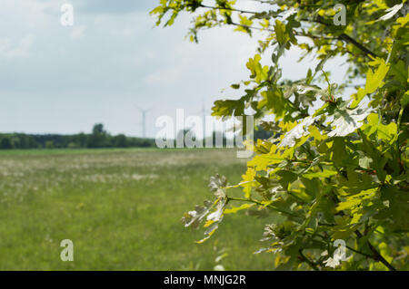 Dandelions on a big meadow in wild Stock Photo