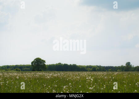 Dandelions on a big meadow in wild Stock Photo