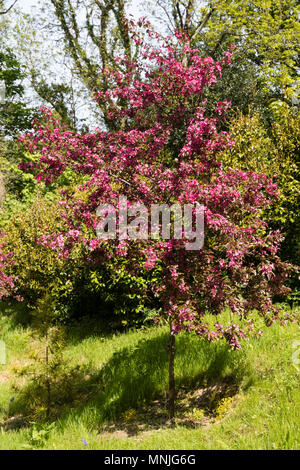 Spring flowers adorn a young specimen of the deep pink / red crab apple, Malus toringo 'Scarlett' Stock Photo