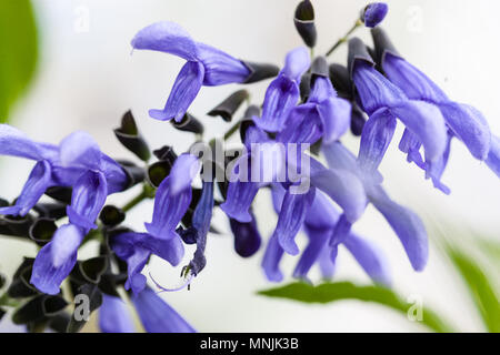 'Black and Blue' Hummingbird sage, Paranasalvia (Salvia guaranitica) Stock Photo