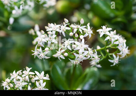 Silver Dollar Plant, Trädkrassula (Crassula arborescens) Stock Photo