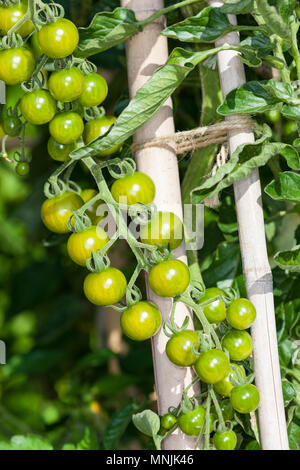 Currant Tomato, Vinbärstomat (Solanum pimpinellifolium) Stock Photo