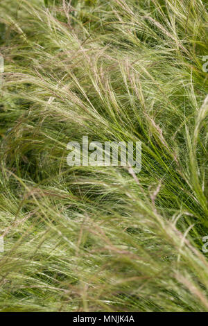 Mexican Feather Grass, Svansfjädergräs (Stipa tenuissima) Stock Photo