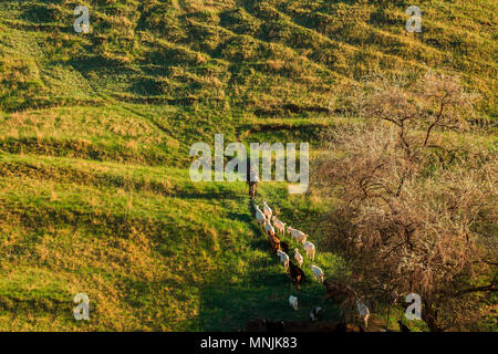 Shepherd (herdsman) leading a flock of goats through the green grass to the stall from the pasture Stock Photo