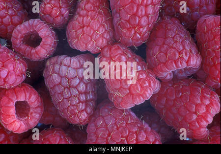 STUDIO IMAGE OF FRESHLY HARVESTED RED-FRUITED RASPBERRIES (RUBUS IDAEUS). Stock Photo