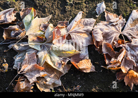 Frost covered dead leaves lying on the ground in Winter, England, UK Stock Photo