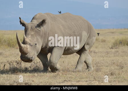 Adult rhino with complete horn walks in Nakuru National Park Stock Photo