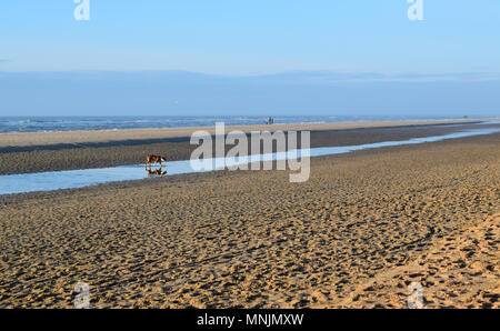 Dog exploring sandy beach with blue sky Stock Photo