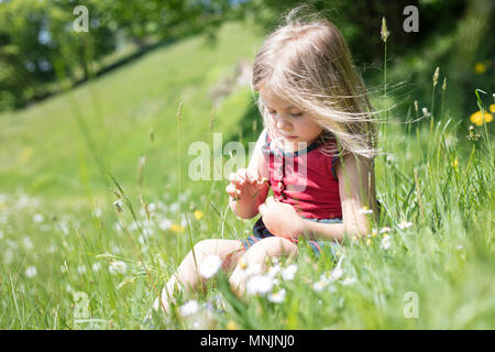 Little girl picking flowers, sitting in a flower meadow, Upper Bavaria, Bavaria, Germany Stock Photo