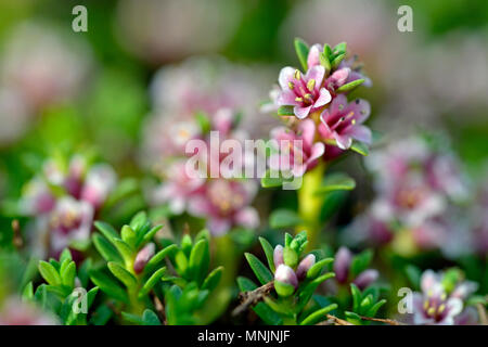 Sea milkwort (Glaux maritima), Inflorescence, Norderney, East Frisian Islands, North Sea, Lower Saxony, Germany Stock Photo