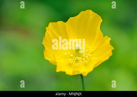 Yellow Iceland Poppy (Papaver nudicaule), blossom, North Rhine-Westphalia, Germany Stock Photo