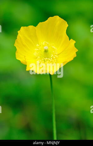 Yellow Iceland Poppy (Papaver nudicaule), blossom, North Rhine-Westphalia, Germany Stock Photo