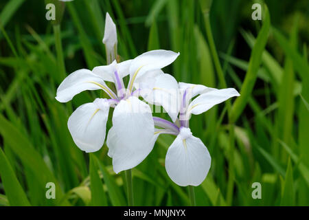 Close-up of Iris Laevigata 'snowdrift' (Japanese water iris)  flowers in spring Stock Photo