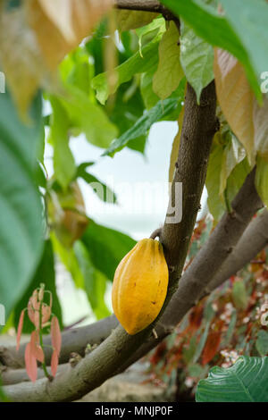 Close-up of a seed pod growing on the theobroma cacao (cocoa) tropical evergreen tree Stock Photo