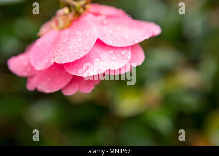 Close up of pink rose flower with raindrops on petals after rain, England, UK