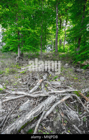 Deadwood in front of green trees in forest, Luxembourg, Central Europe Stock Photo